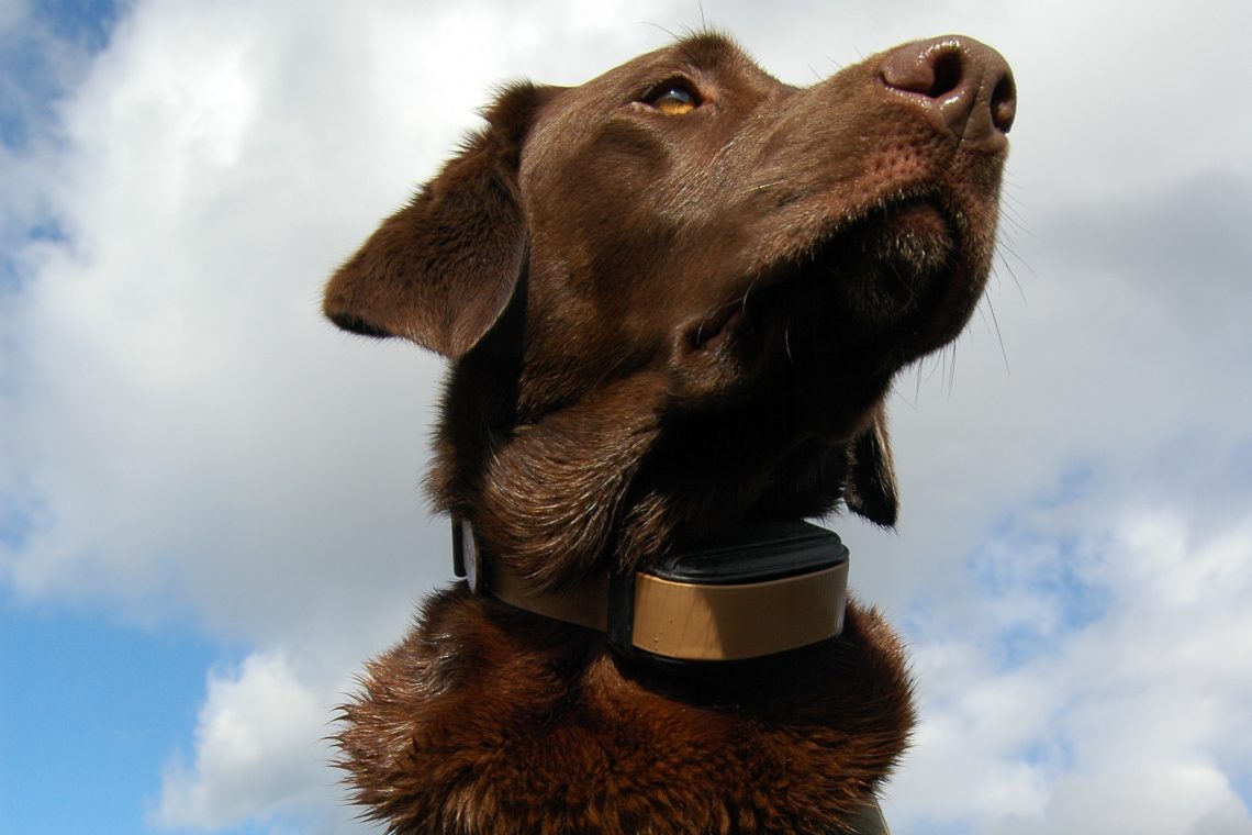 Best Collars To Train A Dog