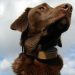 Best Collars To Train A Dog