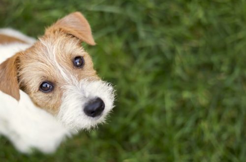 Wireless Fence For Dogs