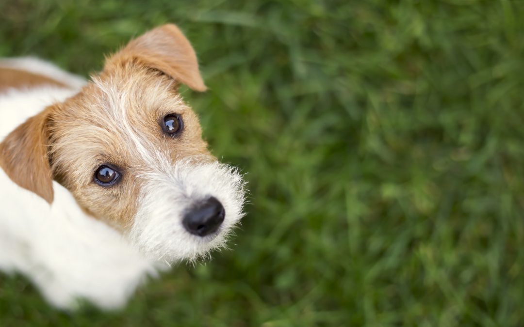 Wireless Fence For Dogs